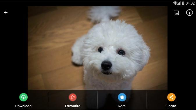 Android 用の ビションフリーゼの子犬の壁紙 Apk をダウンロード