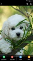 Bichon Frise Puppies Wallpaper ภาพหน้าจอ 2