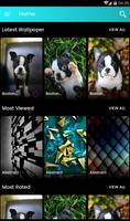 Fond d'écran de chiots Boston Terrier Affiche