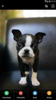 Fond d'écran de chiots Boston Terrier capture d'écran 2