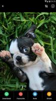 Boston Terrier Welpen Wallpaper Screenshot 3