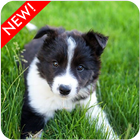 Icona Sfondo di Border Collie Puppies