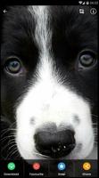 Fondo de Pantalla de Border Collie Puppies captura de pantalla 2