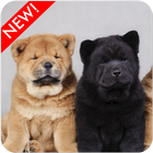 Papier peint chow chow chiots icône