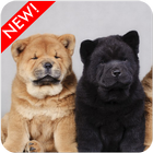 Chow Chow Puppies Wallpaper آئیکن