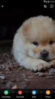 Chow Chow Puppies Wallpaper স্ক্রিনশট 3