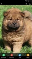 Papier peint chow chow chiots capture d'écran 2