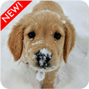 Fondo de Pantalla de Cachorros Golden Retriever APK