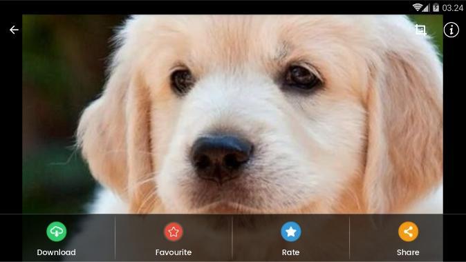 Golden Retriever Puppies Wallpaper For Android Apk Download