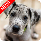 Great Dane Puppies Wallpaper ไอคอน