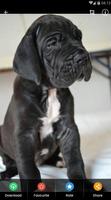 برنامه‌نما Great Dane Puppies Wallpaper عکس از صفحه