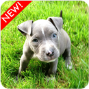 Fond d'écran de chiots Pitbull APK