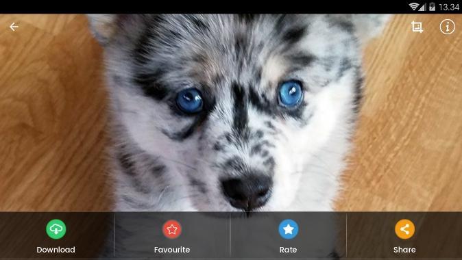 Android 用の ポンスキー犬の壁紙 Apk をダウンロード