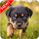 Fondo de Pantalla de Rottweiler Cachorros APK