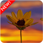 Sunset Flower Wallpaper آئیکن