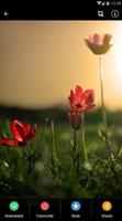 Sunset Flower Wallpaper ภาพหน้าจอ 3