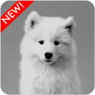 Samoyed Puppies Wallpaper