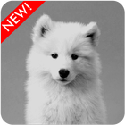 Samoyed Puppies Wallpaper icon