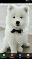 Samoyed Puppies Wallpaper screenshot 2