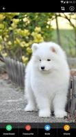 サモエド子犬の壁紙 スクリーンショット 3