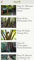 Pterocarpus Forest capture d'écran 2
