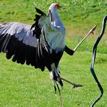 anemals hunting wierd technecs