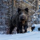 APK Wild Boar Wallpaper