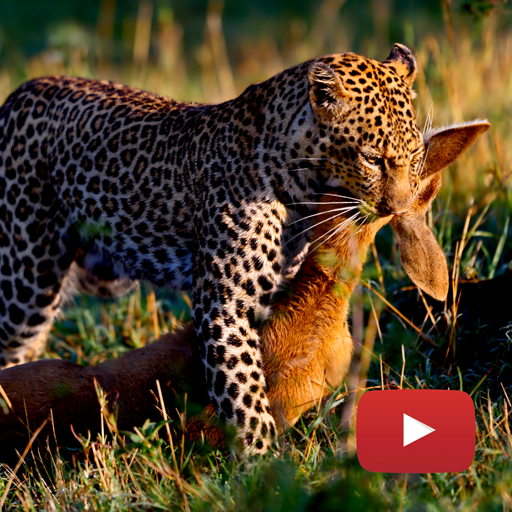 Animais Silvestres - Documentário Online 🎥