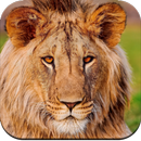 Wild Animal Wallpaper HD APK