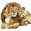 Wild Animals Wallpapers