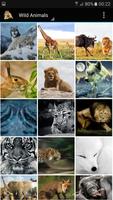 پوستر Wild Animals