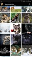 برنامه‌نما Wild Animals عکس از صفحه