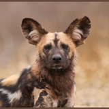 Icona Wild Dogs : African Dogs