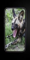 Wild Dogs: African Dogs Cartaz