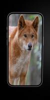 Wild Dogs: African Dogs imagem de tela 1
