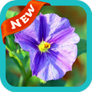Wild Flower Wallpaper APK