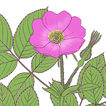 Alberta Wildflowers