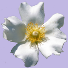 Georgia Wildflowers иконка
