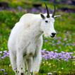 ”Glacier NP Wildflowers