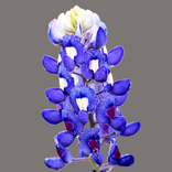 East Texas Wildflowers