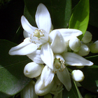 Florida Wildflowers 圖標