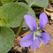 Illinois Wildflowers