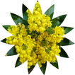 Oregon Wildflower Search icon