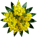 Oregon Wildflower Search