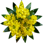 Oregon Wildflower Search icono