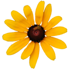 Maryland Wildflowers ไอคอน