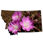 Montana Wildflowers أيقونة