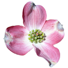 North Carolina Wildflowers icône