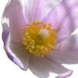 South Dakota Wildflowers icon