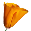 South California Wildflowers icon